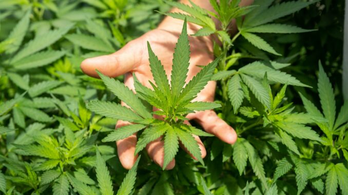 crystalweed-cannabis-nFumIdf3IHE-unsplash